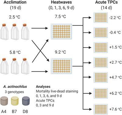 Frontiers | Surviving Heatwaves: Thermal Experience Predicts Life